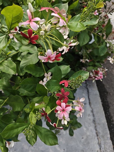 Plant_stem, Perennial_plant, Pedicel