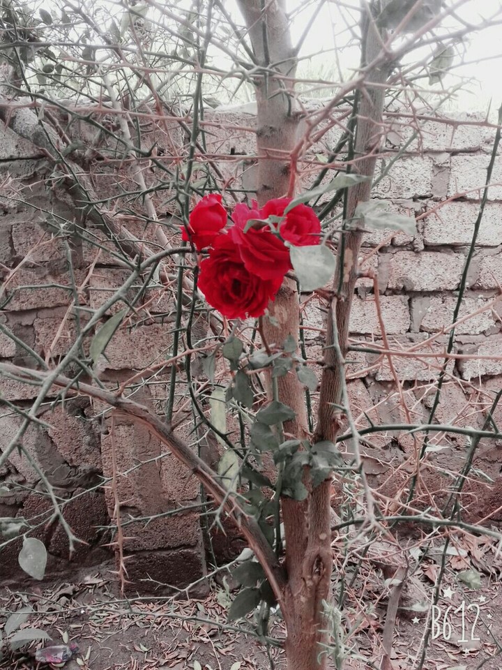 rose