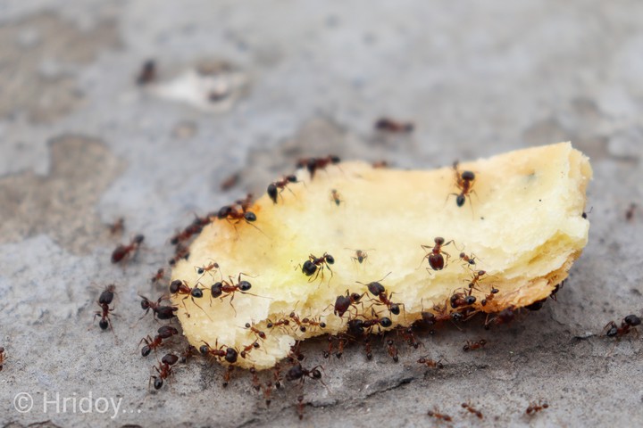 Ants food.)))