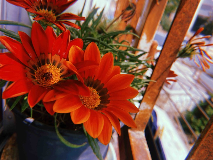 red flowers.