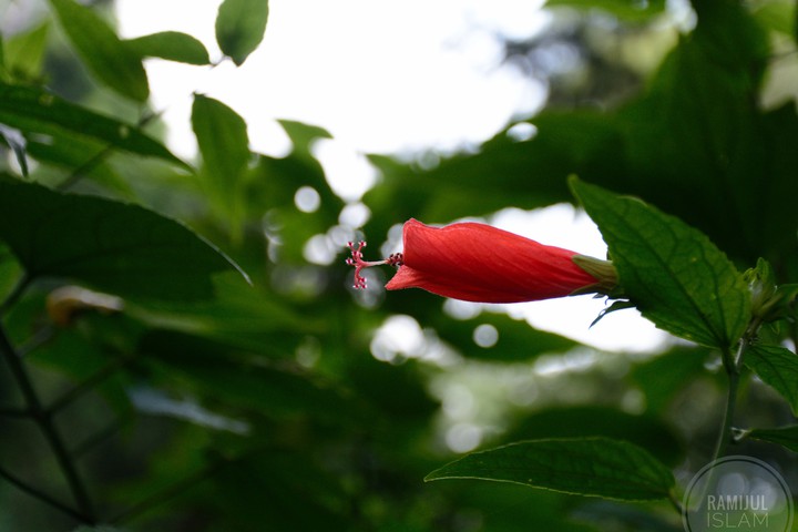 Malvaviscus arboreus