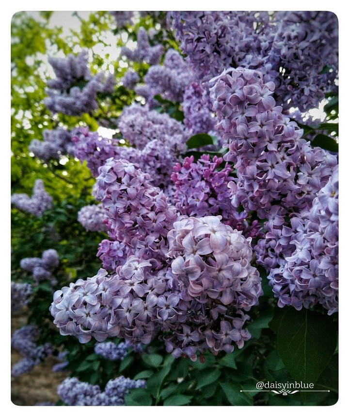flowergarden
