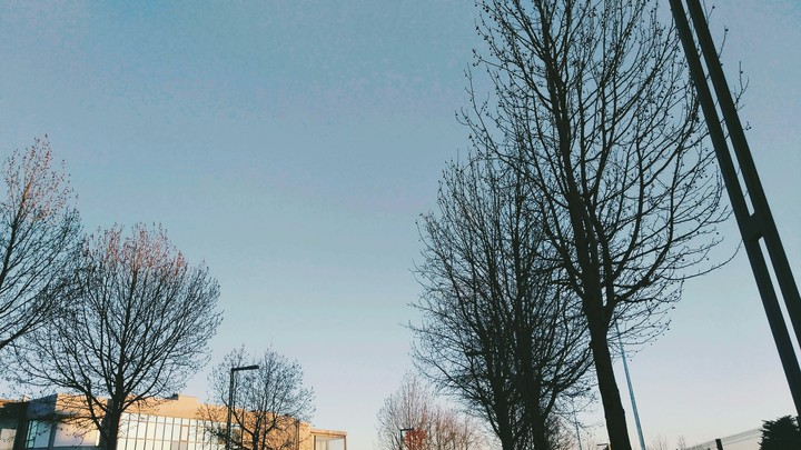 trees