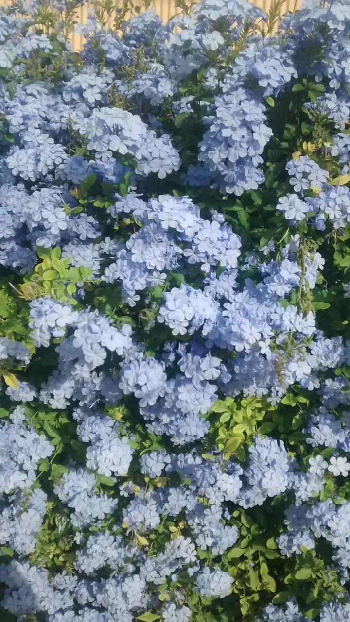 Flor Celeste