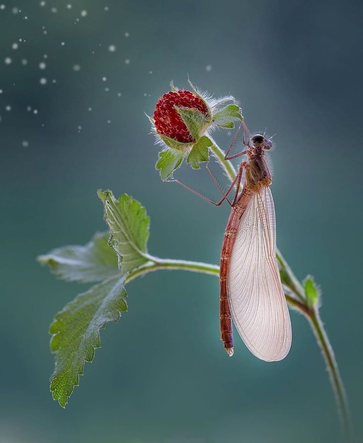 #insect