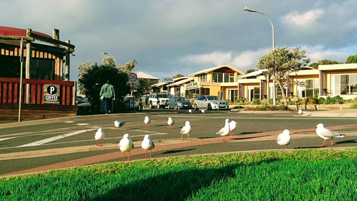 birds
