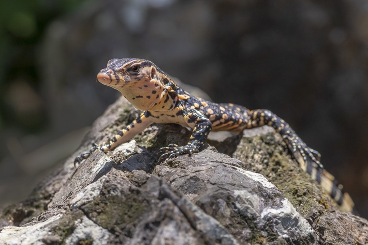 brown-black-leopard-gray-rock.