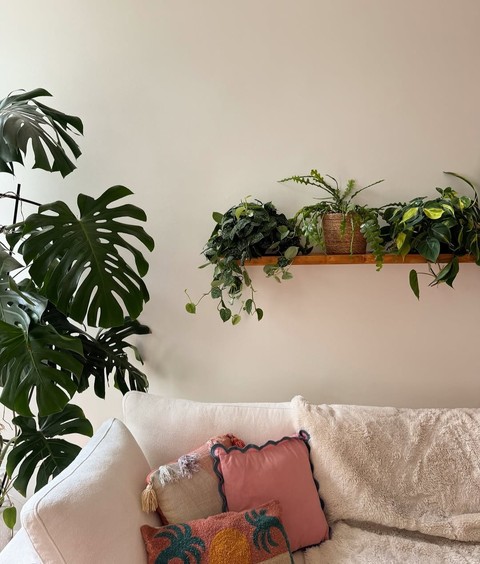 Flowerpot, Swiss_cheese_plant, Houseplant
