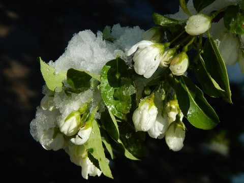 Apple tree