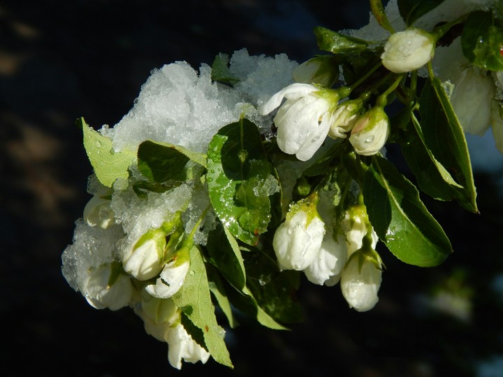 Apple tree