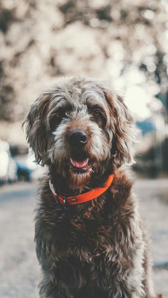 Dog