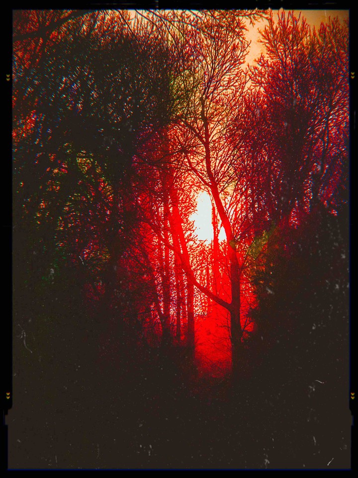 light at the end of the forest