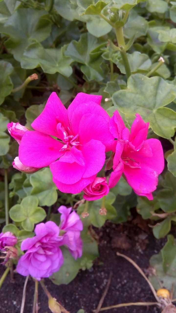 flower bloom