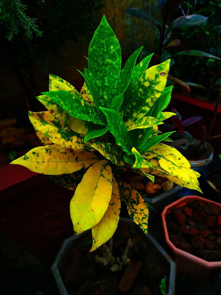 Plants?