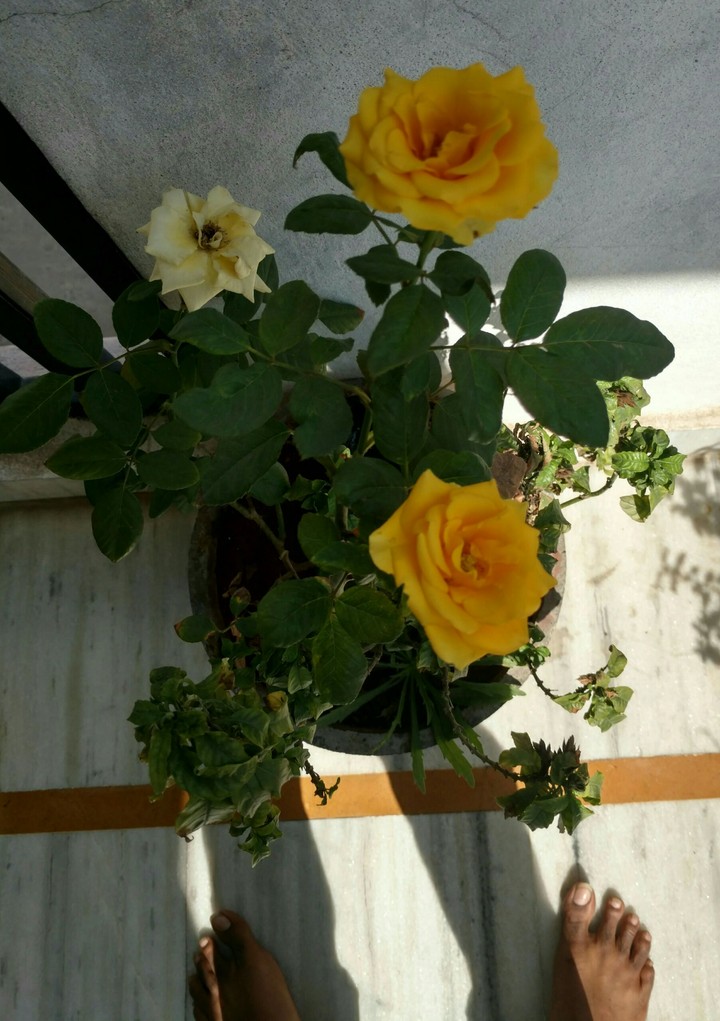 yellow roses