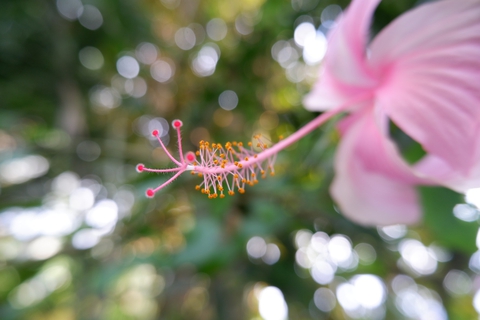 Gumamela bud