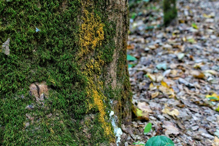 A Walk in the Forest 2