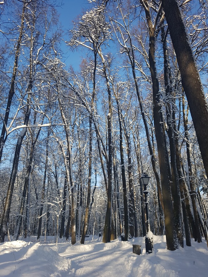 лес зима