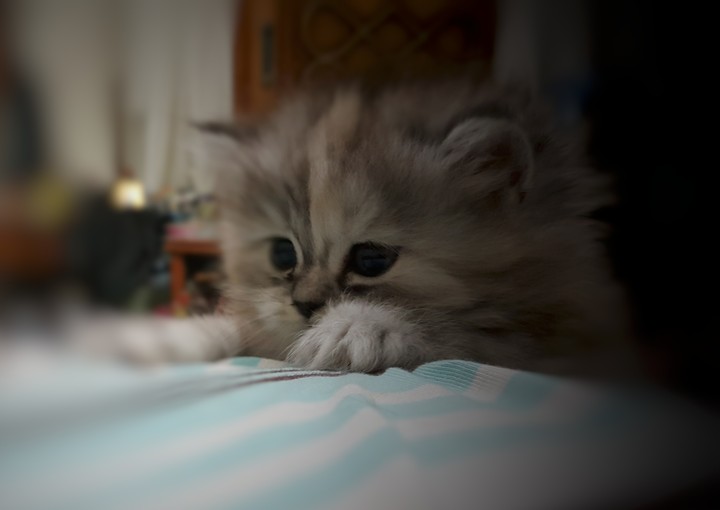 motshy