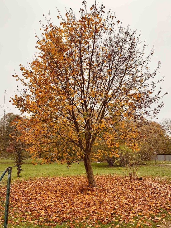 autumn tree