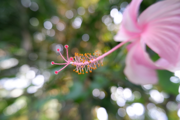 Gumamela bud