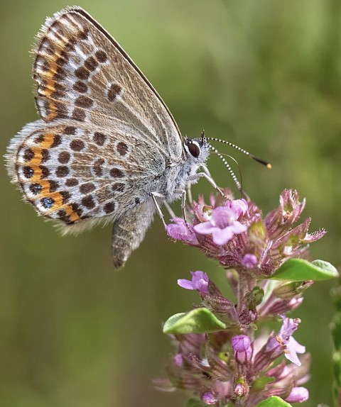 тапети pollinator, Close-up