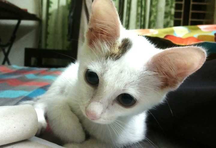 lovmycat❤❤