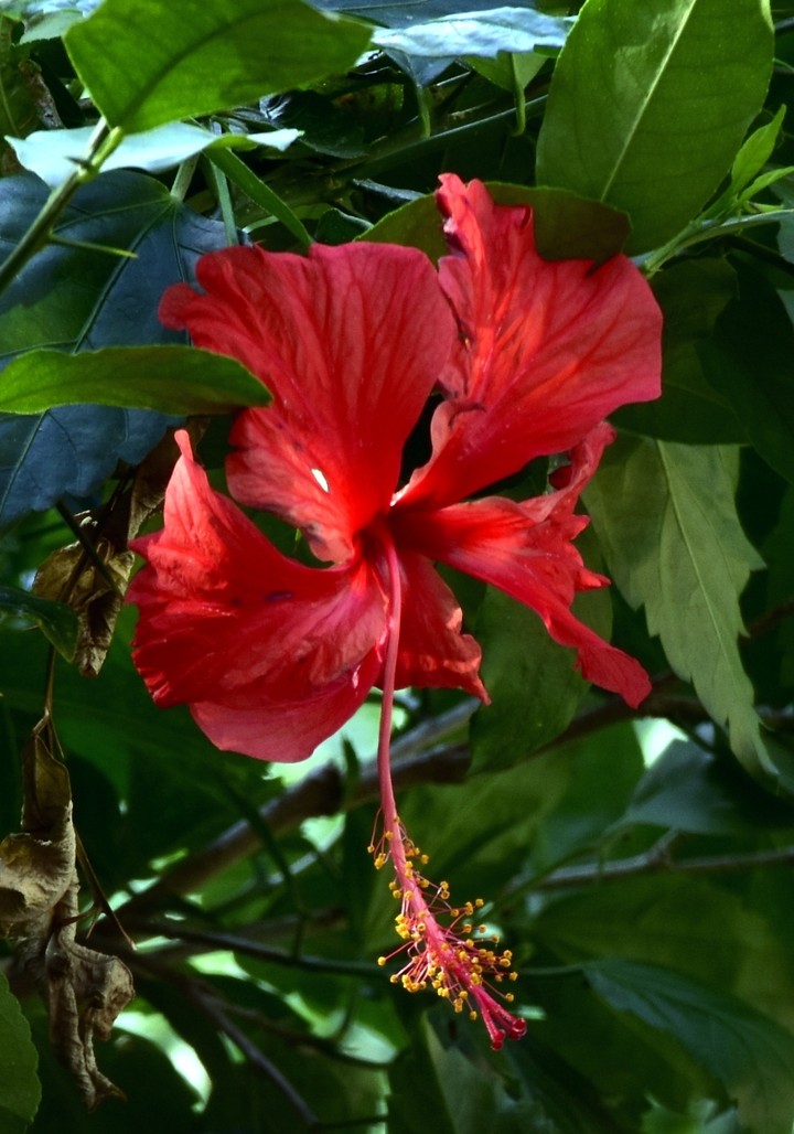 flower