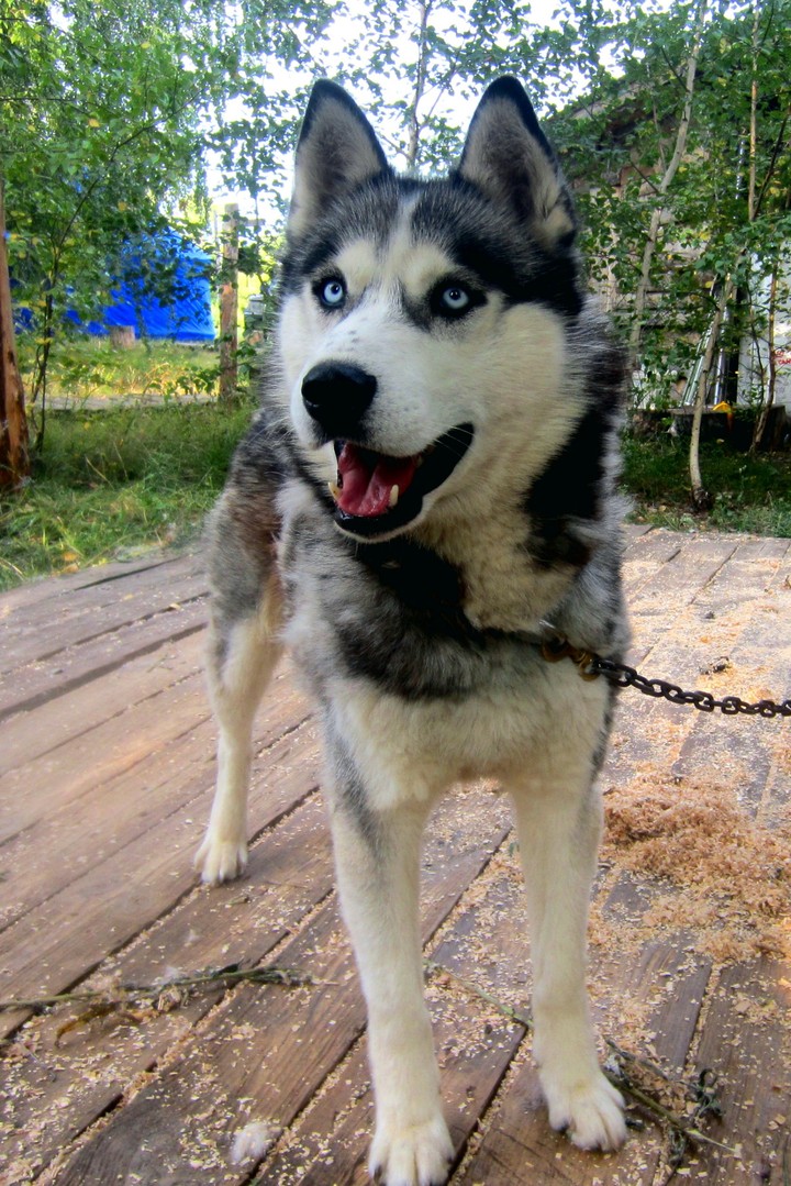 Husky eyes