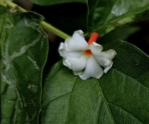 тапети menispermaceae, petal