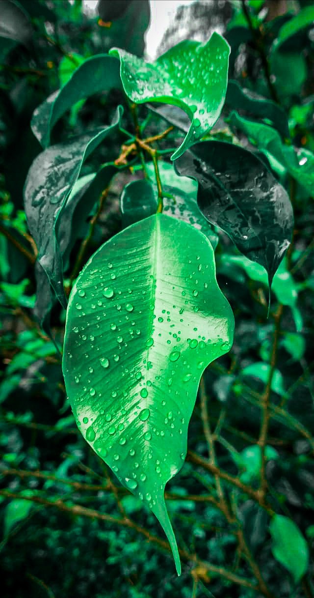 Green Leaf ? Raindrops