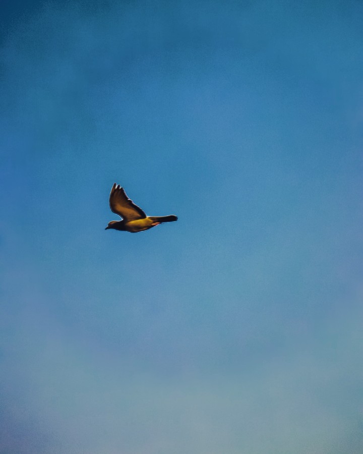 The bird who dares to fall is the bird who learns to fly