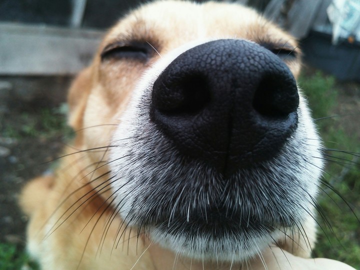 Happy Dog