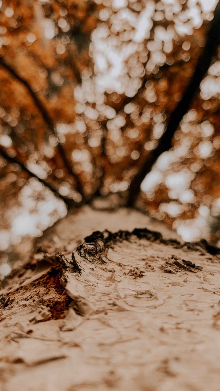 autumn