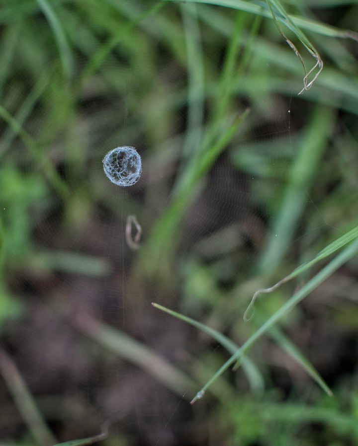 Little web
