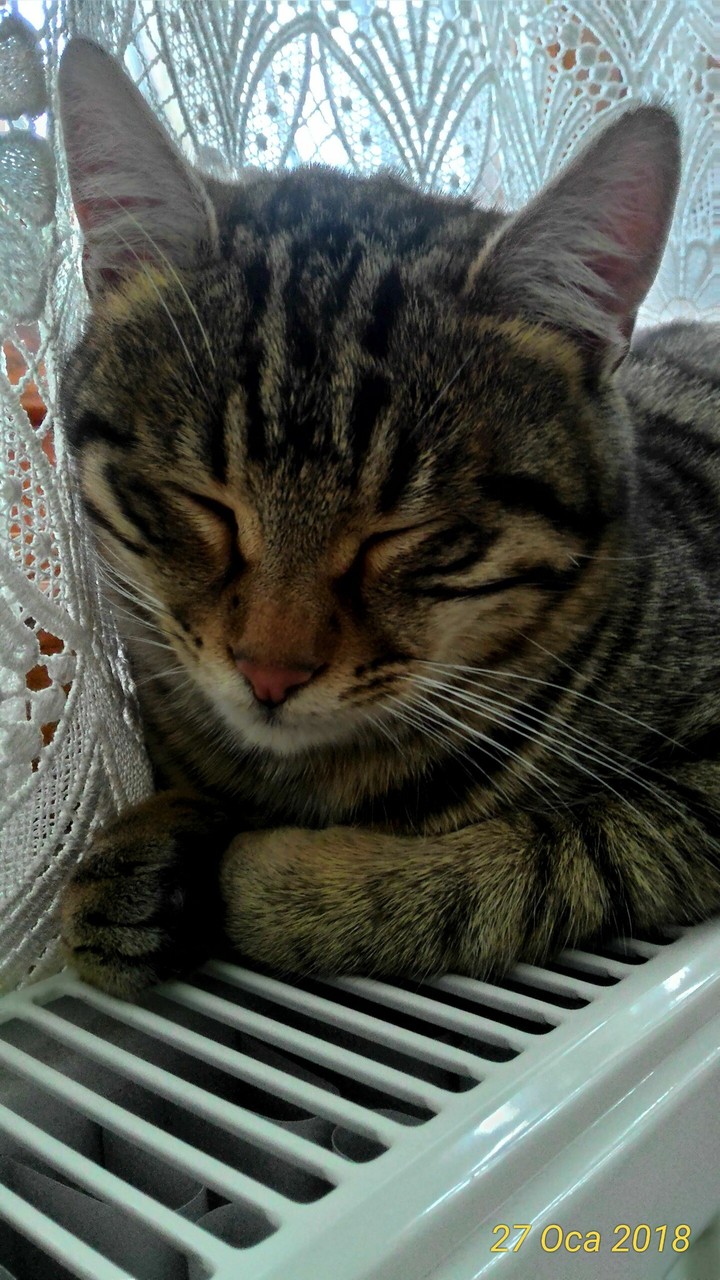 cat