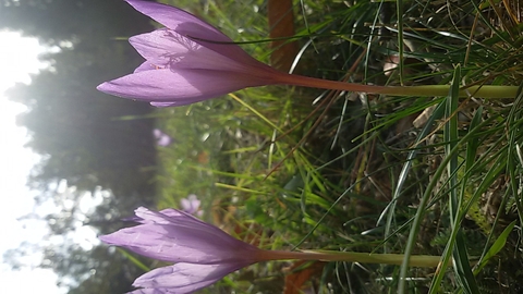 Magic flower