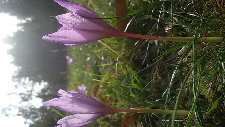 Magic flower
