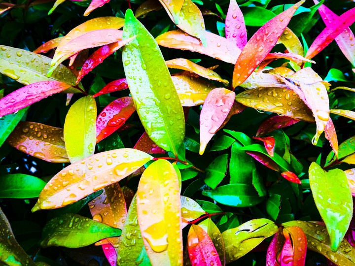 Colour Leaves
