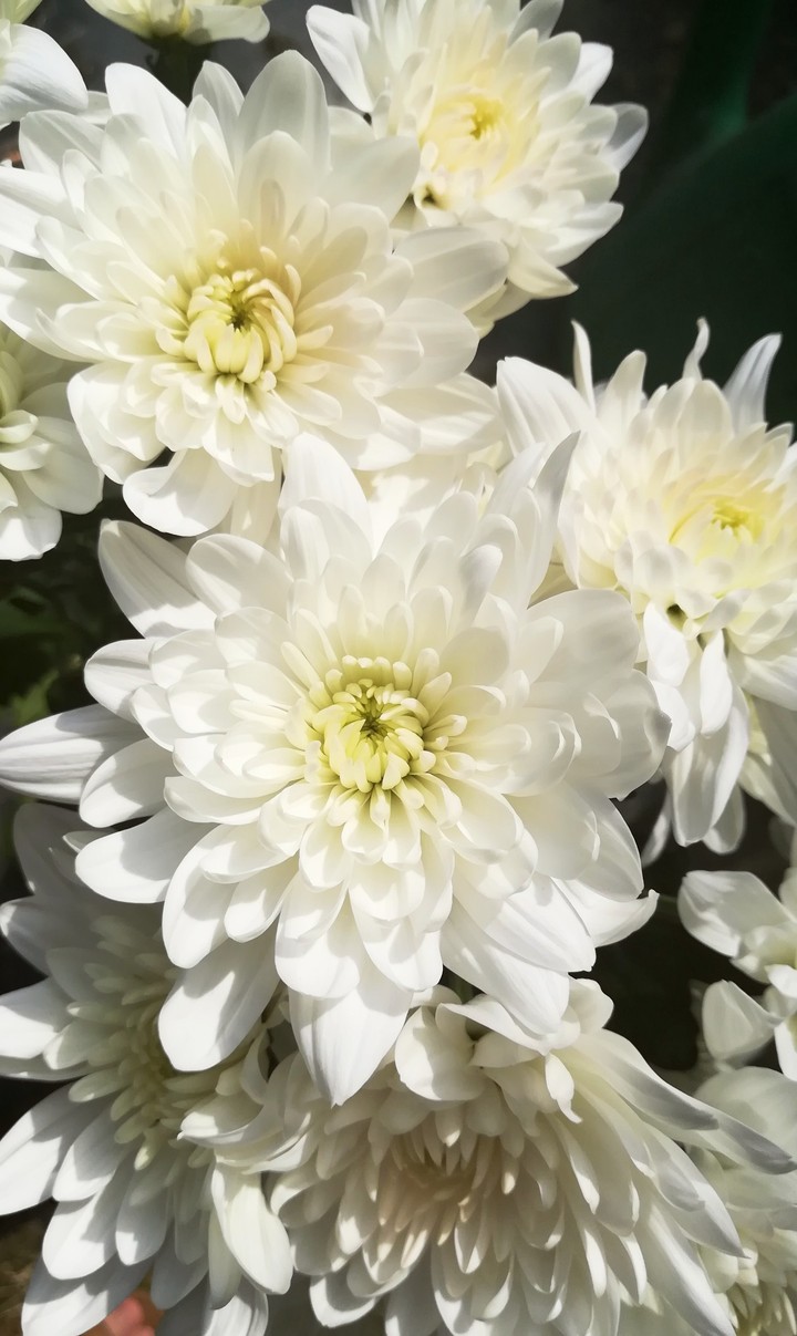 flowers