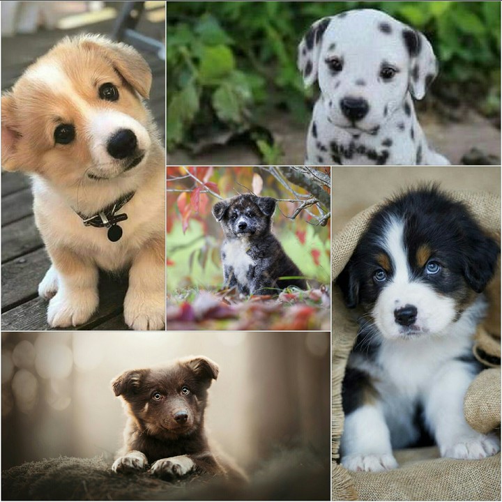 Creation of dogs of You My Friends!