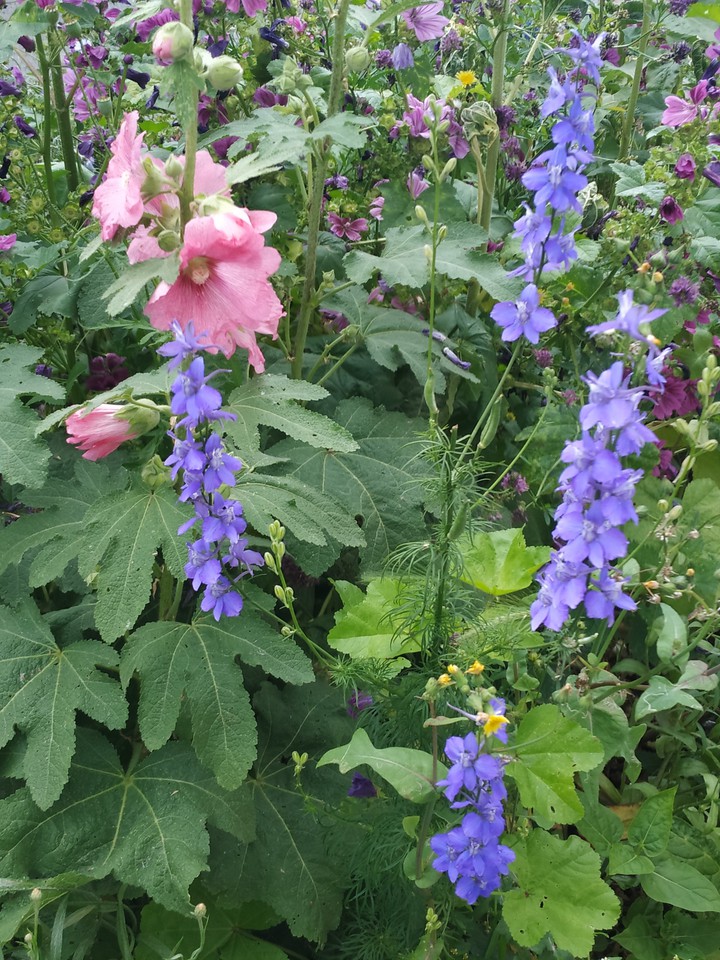 flowers