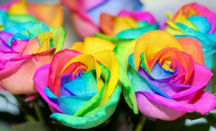 Colorful Roses