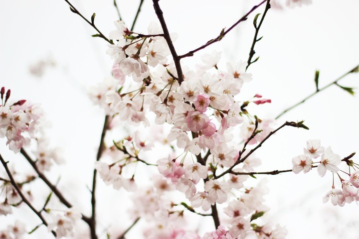 벚꽃
