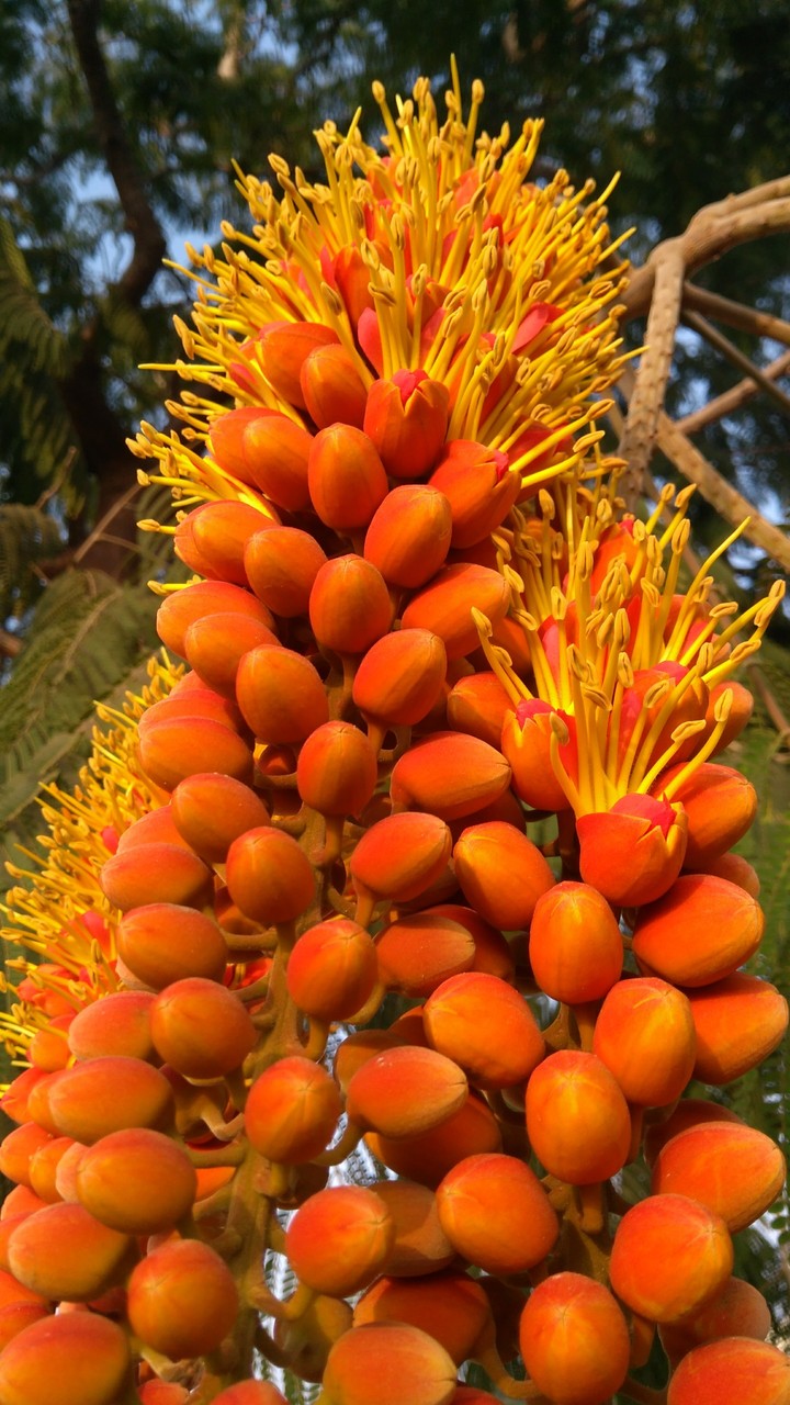 Kesari Flower