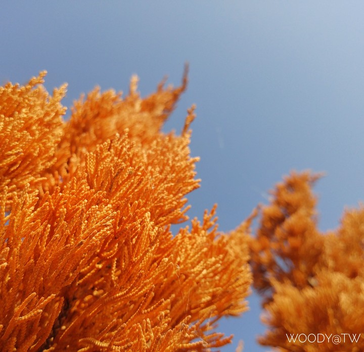 Pine