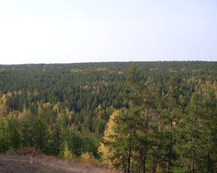 boreal forest