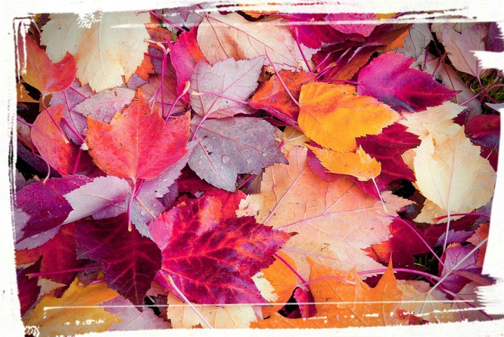 fall leaves