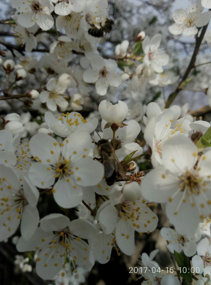 Blooming tree