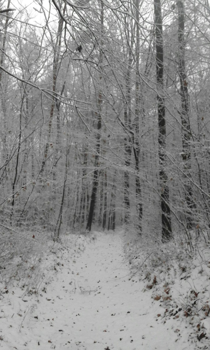 Snowy Forest-Śnieżny Las